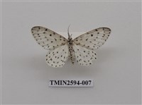 藏品(尺蛾107)的圖片
